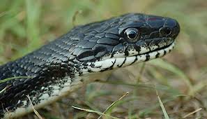 A Rat Snake Is A Good Snake Dismal Swamp Canal Welcome Center,Safflower Seeds For Birds